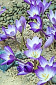 COLCHICUM ATROPURPUREUM