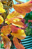 PARROTIA PERSICA VANESSA