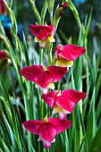 GLADIOLUS MRS PRIM MELINDA