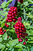 ACTEA RUBRA AGM
