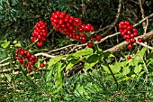 ACTEA RUBRA AGM