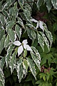 CORNUS KOUSA WOLF EYES