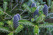 ABIES KOREANA SILBER CURLES