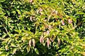 CORNUS MAS AUREA