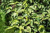 CORNUS KOUSA WHITE DUSTED