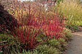 CORNUS ALBA SIBIRICA IN THE WINTER GARDEN AT THE SIR HAROLD HILLIER GARDENS AND ARBORETUM