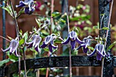 CLEMATIS JOSIES MIDNIGHT BLUE