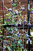 CLEMATIS JOSIES MIDNIGHT BLUE