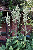 VERATRUM CALIFORNICUM