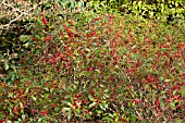 ILEX VERTICILLATA RED SPRITE