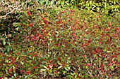 ILEX VERTICILLATA RED SPRITE