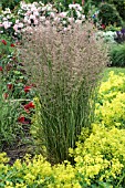 CALAMAGROSTIS X ACUTIFOLIA KARL FOERSTER