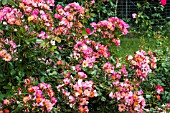 ROSA PRETTY SUNRISE
