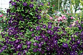 CLEMATIS ETOILE VIOLETTE AGM