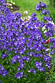 CAMPANULA LACTIFLORA SUPERBA AGM