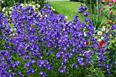 CAMPANULA LACTIFLORA SUPERBA AGM