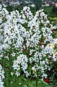 CAMPANULA LACTIFLORA ALBA AGM