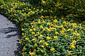 GROUND COVER HYPERICUM CALYCINUM