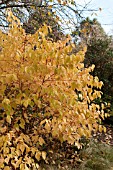 CORNUS SANGUINEUM ANNYS WINTER ORANGE IN AUTUMN