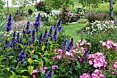 NEPETA KUBANICA IN ROSE GARDEN