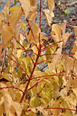 CORNUS SANGUINEUM ANNYS WINTER ORANGE IN AUTUMN