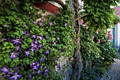 CLEMATIS VENOSA VIOLACEA WITH WISTERIA WITH TWISTED STEM ROSES
