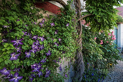 CLEMATIS_VENOSA_VIOLACEA_WITH_WISTERIA_WITH_TWISTED_STEM_ROSES