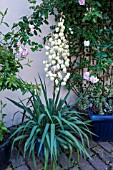 CONTAINER GROWN YUCCA FILIMENTOSA