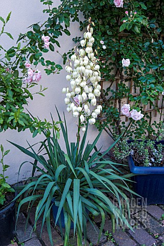 CONTAINER_GROWN_YUCCA_FILIMENTOSA