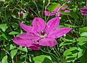 CLEMATIS KOMMEREI