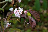 VIBURNUM x BODNANTENSE DAWN