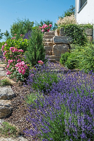 SLOPING_GARDEN__WITH_ROSES_AND_LAVENDER
