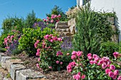 SLOPING GARDEN WITH ROSES AND LAVENDER