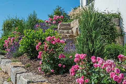 SLOPING_GARDEN_WITH_ROSES_AND_LAVENDER