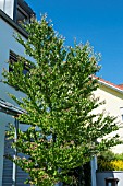 CERCIDIPHYLLUM JAPONICUM AGM