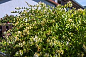 LONICERA JAPONICA HALLIANA