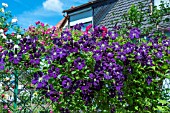 CLEMATIS ETOILE VIOLETTE