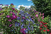 CLEMATIS AND ROSE GARDEN