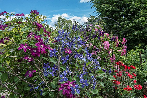 CLEMATIS_AND_ROSE_GARDEN