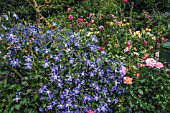 CLEMATIS JUULI