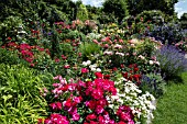 ROSE BORDER WITH PERENNIALS