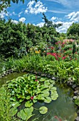 GARDEN POND WITH WATER LILY SURROUNDED WITH PERENNIALS AND ROSES