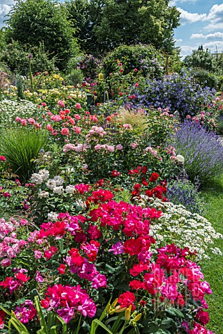 ROSE_GARDEN_WITH_GRASSES_PERENNIALS_CLEMATIS_AND_SHRUBS