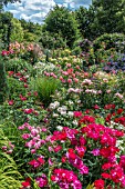 ROSE GARDEN WITH GRASSES AND CLEMATIS