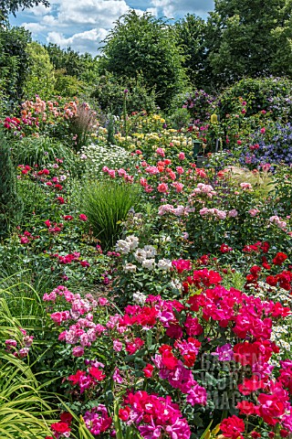 ROSE_GARDEN_WITH_GRASSES_AND_CLEMATIS