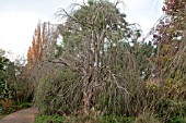 CERCIDIPHYLLUM JAPONICUM f PENDULUM AGM