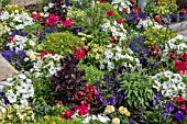 ANNUAL BEDDING