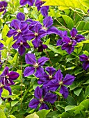 CLEMATIS STAR OF INDIA