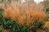 MOLINIA CAERULEA SUBS ARUNDINACEAE SKY RACER IN AUTUMN