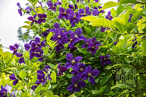 CLEMATIS_STAR_OF_INDIA